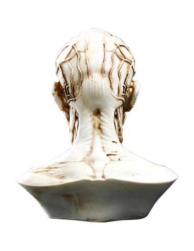 Modelo Humano Anatomía Cráneo HSOMiD Mini 10.2 cm