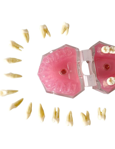 Modelo Dental Estándar YOUYA DENTAL con 28 Dientes Removibles