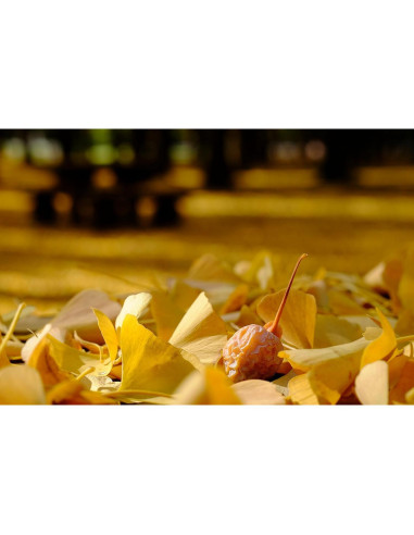 Objetivo Zoom Fujifilm XF 16-55mm F2.8 R LM WR