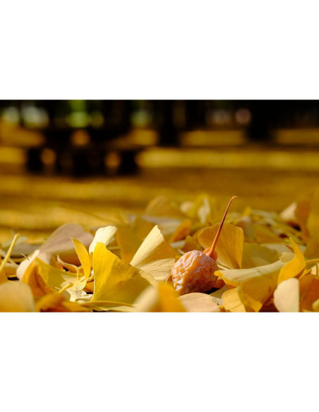 Objetivo Zoom Fujifilm XF 16-55mm F2.8 R LM WR Objetivo Zoom Fujifilm XF 16-55mm F2.8 R LM WR