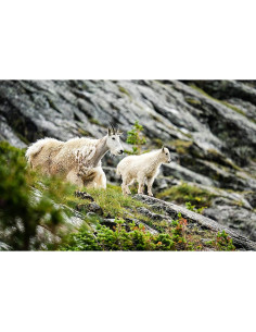 Lente Sigma 150-600mm F5-6.3 DG DN para Sony E 2