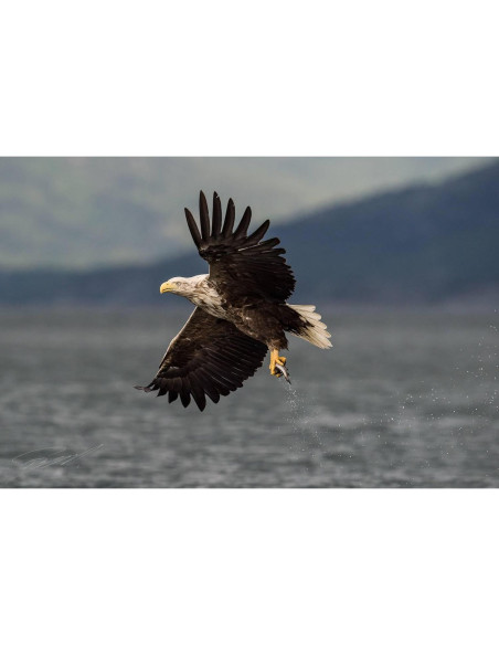 Lente Telefoto Manual OPTURA HD 500mm f/8 para Pentax Lente Telefoto Manual OPTURA HD 500mm f/8 para Pentax