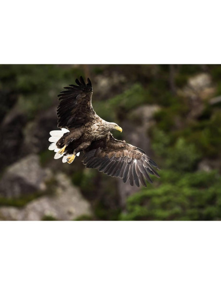 Lente Telefoto Manual OPTURA HD 500mm f/8 para Pentax Lente Telefoto Manual OPTURA HD 500mm f/8 para Pentax