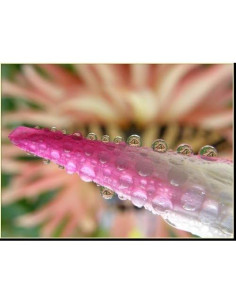 Lente Gran Angular 0.45x Hyla Optics para Sony Handycam 2