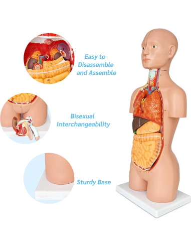 Modelo de Anatomía del Torso Humano JNMFTD 43 cm 16 Partes