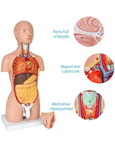 Modelo de Anatomía del Torso Humano JNMFTD 43 cm 16 Partes