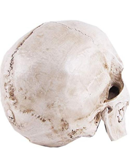 Modelo de Cráneo Humano Anatómico JOONOR - 19x14.5x13 cm Modelo de Cráneo Humano Anatómico JOONOR - 19x14.5x13 cm