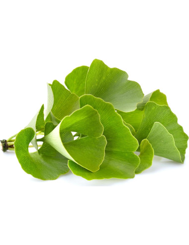 Polvo de Ginkgo Biloba 226.8 g Ingredientes Originales Puros