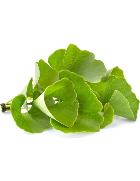 Polvo de Ginkgo Biloba 226.8 g Ingredientes Originales Puros Polvo de Ginkgo Biloba 226.8 g Ingredientes Originales Puros