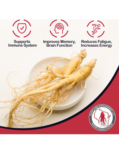 Bolsitas de Té de Ginseng Americano Dairyland - 20 Unidades