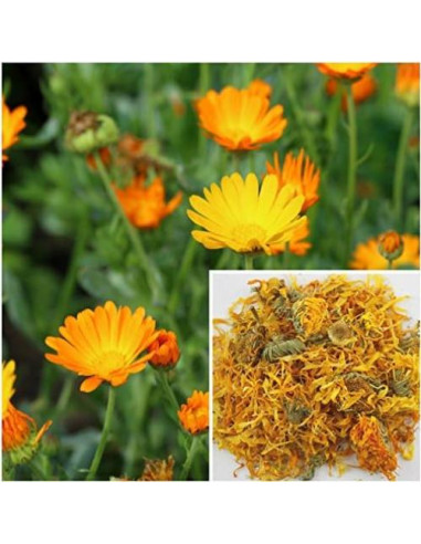 Flores de Caléndula Secas 227g - Suministros para Jabones y Extractos