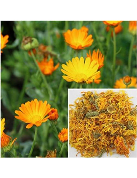 Flores de Caléndula Secas 227g - Suministros para Jabones y Extractos Flores de Caléndula Secas 227g - Suministros para Jabones y Extractos