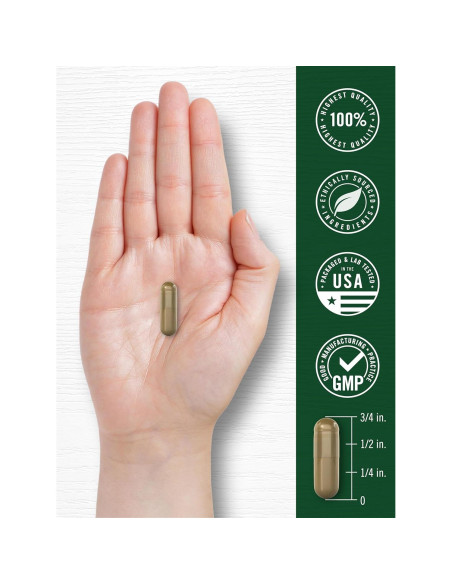 Cápsulas de Ajenjo Dulce Carlyle 430mg - Suplemento Herbal 200 Unidades Cápsulas de Ajenjo Dulce Carlyle 430mg - Suplemento Herbal 200 Unidades