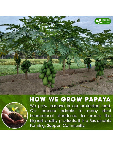 Té de Hojas de Papaya FreshDrinkUS 75 Bolsitas 100% Natural
