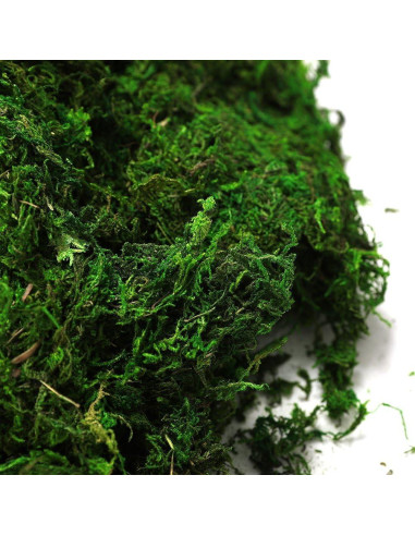 Musgo Conservado Byher 92926 Verde Fresco 0.45kg