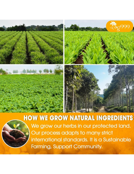 Té Anti-Inflamatorio TOG999 170g | Jengibre, Cúrcuma, Menta Té Anti-Inflamatorio TOG999 170g | Jengibre, Cúrcuma, Menta