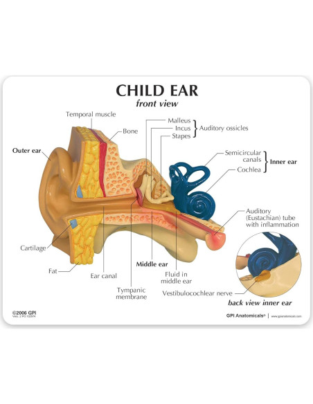 Modelo de Oído Infantil GPI Anatomicals 12.1cm Educativo Modelo de Oído Infantil GPI Anatomicals 12.1cm Educativo