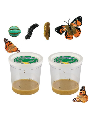 Insect Lore Kit de Orugas Vivas 2 Tazas + Figuras Ciclo Vida
