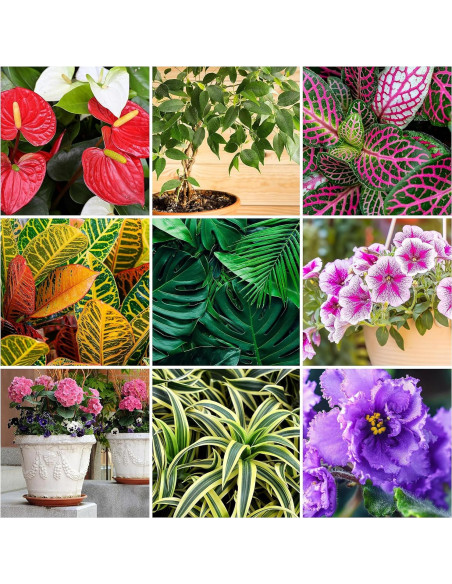 Alimento para Plantas de Interior Mini Picos Viejo Almanaque NPK 5-5-5 Alimento para Plantas de Interior Mini Picos Viejo Almanaque NPK 5-5-5