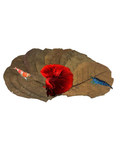 Hojas de Almendra India Catappa 10 Unidades - Taninos para Betta