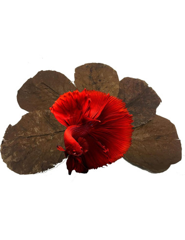 Hojas de Almendra India Catappa 10 Unidades - Taninos para Betta
