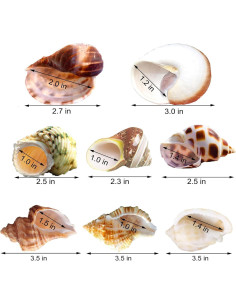 8 Conchas de Cangrejo Ermitaño SINKOO Tamaño 2.54-5.08cm 2