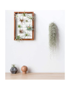 Mkono Soporte Colgante para Plantas de Aire 16" Madera Natural 2