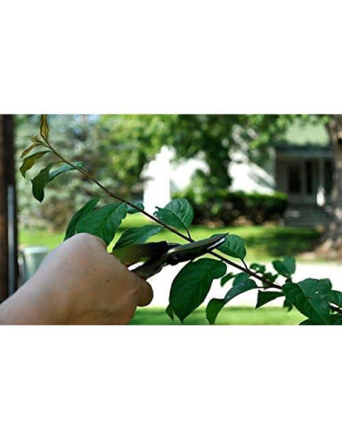 Juego de Tijeras de Poda Edward Tools - 2 Piezas Acero al Carbono