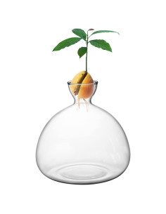 Kit de Crecimiento de Árbol de Aguacate Moonoom - Jarrón de Vidrio