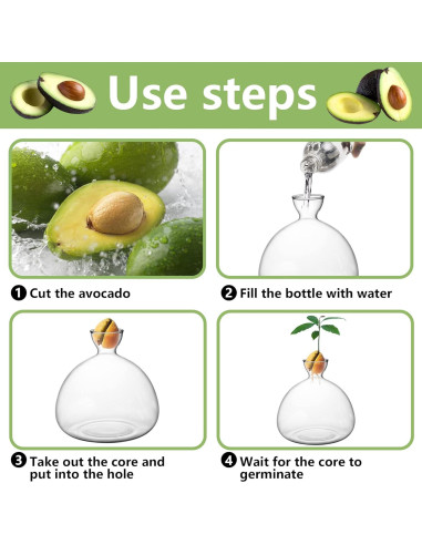 Kit de Crecimiento de Árbol de Aguacate Moonoom - Jarrón de Vidrio
