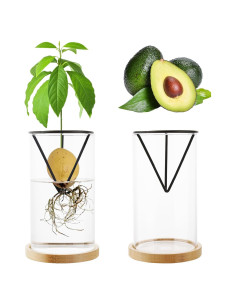 Kit de Crecimiento de Árbol de Aguacate Uprony 2PCS Jarrón Vidrio
