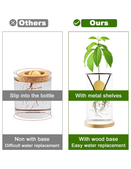 Kit de Crecimiento de Árbol de Aguacate Uprony 2PCS Jarrón Vidrio Kit de Crecimiento de Árbol de Aguacate Uprony 2PCS Jarrón Vidrio