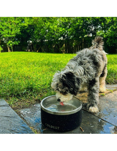 Tazón para Perros Coldest 21 oz Acero Inoxidable Antideslizante