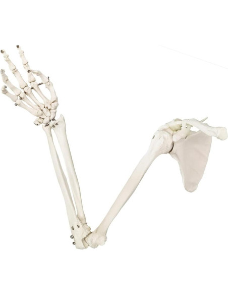 Modelo Anatómico Esqueleto Humano Brazo Evotech 38.8x15.1cm Modelo Anatómico Esqueleto Humano Brazo Evotech 38.8x15.1cm