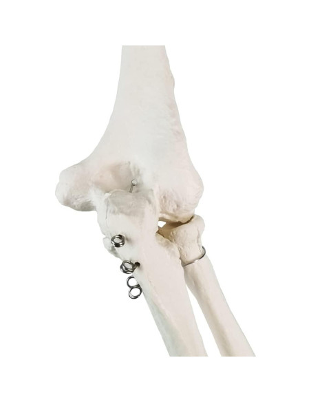 Modelo Anatómico Esqueleto Humano Brazo Evotech 38.8x15.1cm Modelo Anatómico Esqueleto Humano Brazo Evotech 38.8x15.1cm