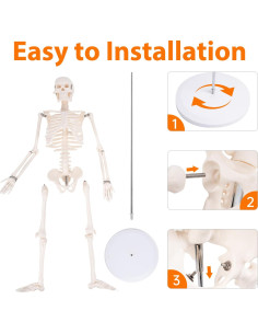 Modelo de Esqueleto Humano 1/2 JVVMNJLK 85.09 cm PVC Posable 2