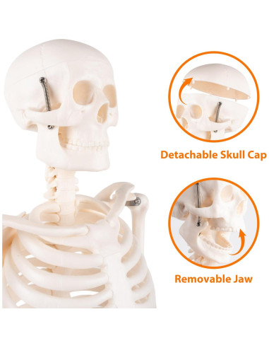Modelo de Esqueleto Humano 1/2 JVVMNJLK 85.09 cm PVC Posable