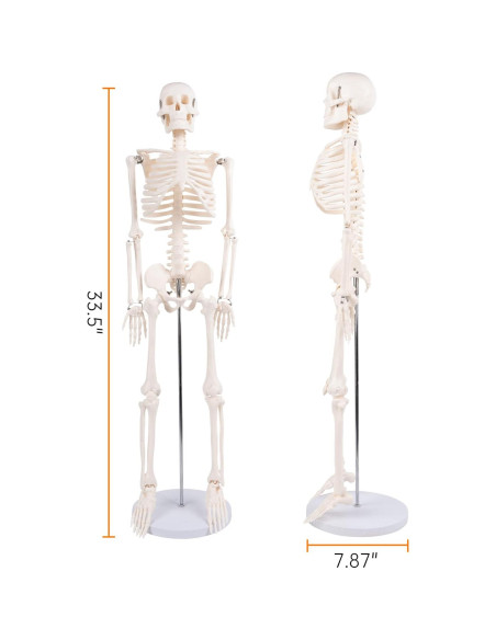 Modelo de Esqueleto Humano 1/2 JVVMNJLK 85.09 cm PVC Posable Modelo de Esqueleto Humano 1/2 JVVMNJLK 85.09 cm PVC Posable