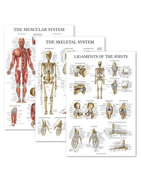 Conjunto de Pósters de Anatomía Palace Learning - 3 Piezas Conjunto de Pósters de Anatomía Palace Learning - 3 Piezas