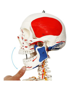 Modelo de Esqueleto Humano 2025 NUEVO HORIZONTE 180 cm 2