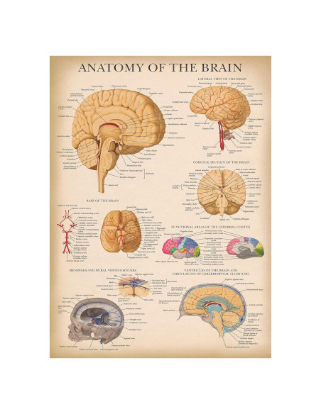 Póster de Anatomía del Cerebro Laminado Palace Learning 45x61 cm Póster de Anatomía del Cerebro Laminado Palace Learning 45x61 cm