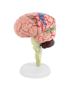 Modelo Anatómico de Cerebro Humano Fafeicy 10x8x6cm
