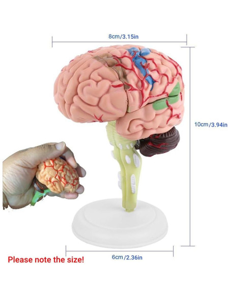 Modelo Anatómico de Cerebro Humano Fafeicy 10x8x6cm Modelo Anatómico de Cerebro Humano Fafeicy 10x8x6cm