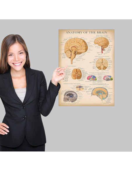 Póster de Anatomía del Cerebro Laminado Palace Learning 45x61 cm Póster de Anatomía del Cerebro Laminado Palace Learning 45x61 cm
