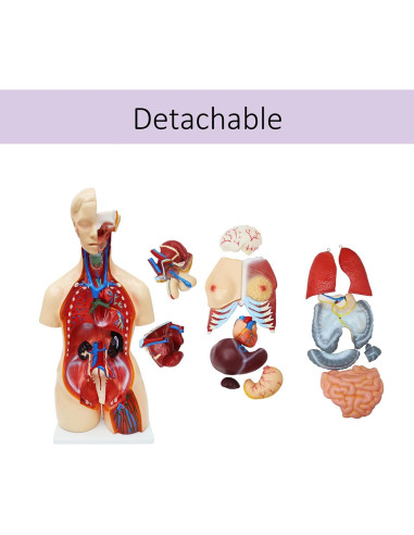 Modelo de Torso Humano Desmontable 81.89 cm WYDDDARY