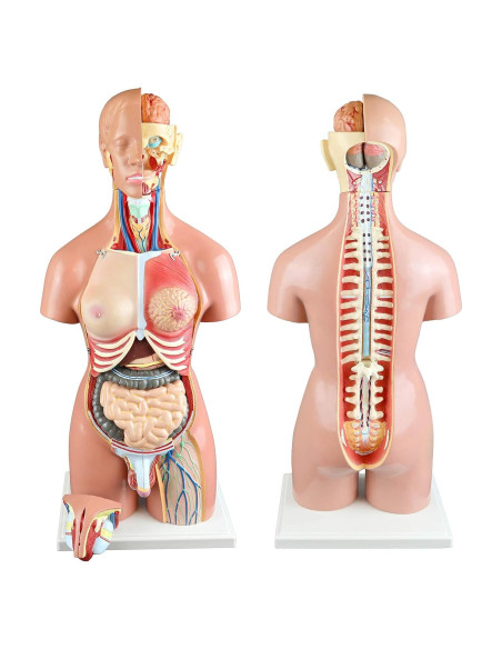 Torso Humano 21 Partes Parco Scientific 55cm Dual-Sex Torso Humano 21 Partes Parco Scientific 55cm Dual-Sex