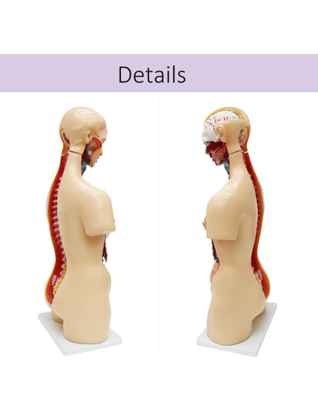 Modelo de Torso Humano Desmontable 81.89 cm WYDDDARY Modelo de Torso Humano Desmontable 81.89 cm WYDDDARY