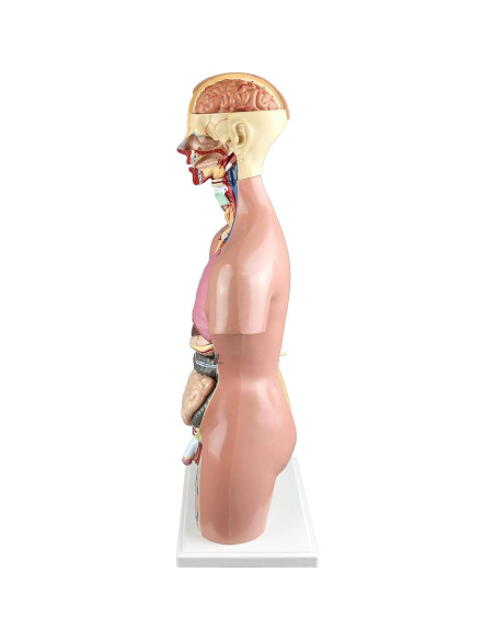 Torso Humano 21 Partes Parco Scientific 55cm Dual-Sex Torso Humano 21 Partes Parco Scientific 55cm Dual-Sex