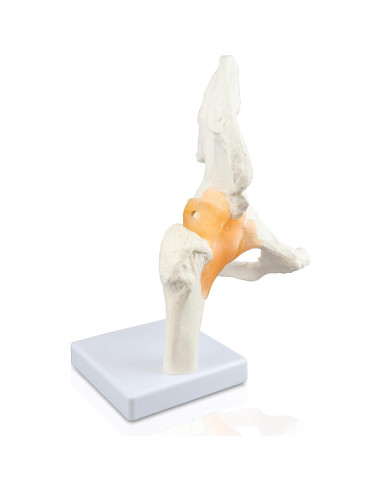 Modelo de Articulación de Cadera Parco Scientific PB00040 Natural