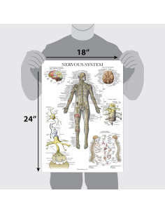 Pósteres de Anatomía del Cerebro y Sistema Nervioso Palace Learning - 2 Pack Laminados 45.72x60.96 cm 2